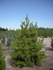 Lodgepole Pine